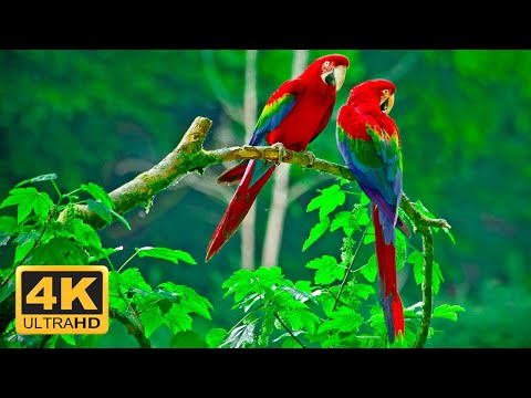 THE World&#39;s Greatest Birds HD 4K ULTRA - Relaxing Music And Nature 4K TV