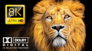Majestic Animals in 8K VIDEO - 4K Ultra HD Wildlife with Dolby Vision