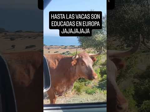 Tiene más educación una #vaca ❤️ #viralvideo #viralshort #video #animals #memes #funny #happy #life