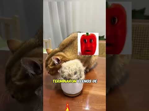 A doll made of cat fur#animals #cat #Friendship #Us #pet