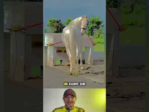 El caballo más caro del mundo 🌍 #amazing #feed #shorts