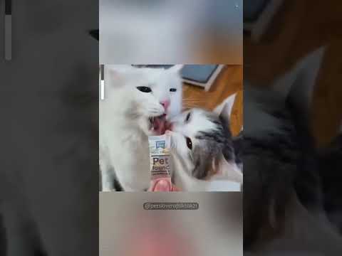 Cat vs Cat #cats #funny #funntcats #funnyanimal