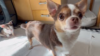 Best Chihuahua Mama Ever - Playtime With Her Tiny Pups