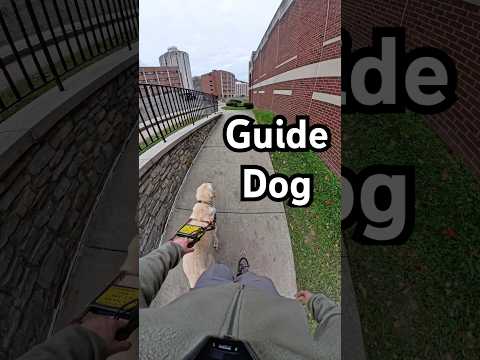 A Common Misconception￼ About Guide Dogs #guidedog #dog #dogs