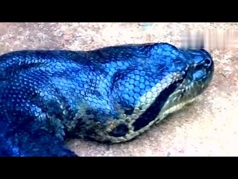 اخطر 10 افاعي في العالم, يستحيل الفرار منهم..!!