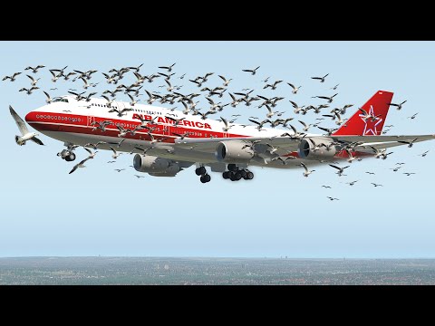 Massive Bird strike attack