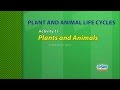Life Cycles and Characteristics of Organisms