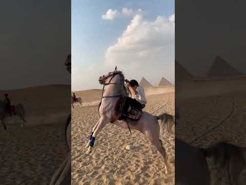 الحصان المدهش🔥 #السمان #خيل #arabianhorse