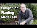 Companion Planting Techniques and Benefits