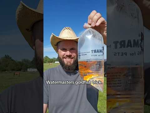 watermasters goldfish trick .how to keep ur water trough clean #watermaster  #fyp #canal #wildlife