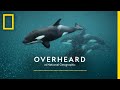 Exploring the World of Orcas with Brian Skerry