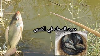 صيد اسماك البلطي في الشص 🎣
