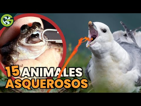 Las 15 Cosas Más ASQUEROSAS Que Hacen los ANIMALES 🐸