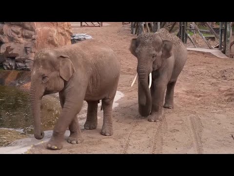 YouTube video thumbnail: Project 'Poo Zoo' Uses Animal Dung to Save at-Risk Species