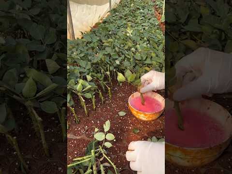 This way of planting roses is very wonderful