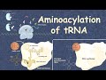 Aminoacylation and tRNA Function