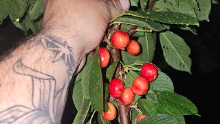 PICKING CHERRIES!!!! NEW TREES PLANTED!!!! QUICK GARDEN LOOK!!!