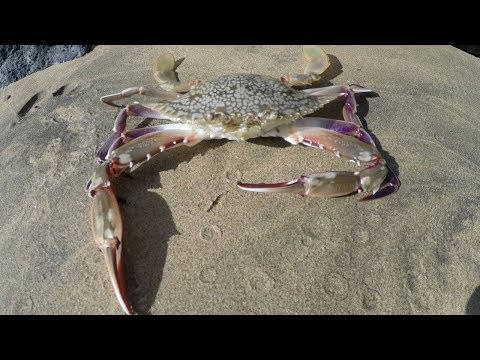 Catch n' Cook Hawaiian Crabs (GoPro in Crab Trap!)
