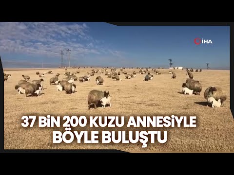 Kuzuların Koyunlarla Buluşması Renkli Görüntüler Oluşturdu