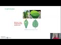Monocots vs. Dicots Characteristics