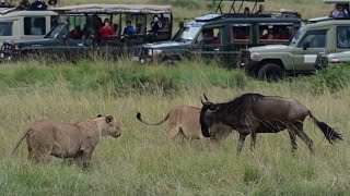 lionesses attack a young wildebeest separate from herd and bring it down video