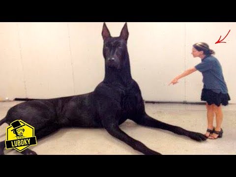 Los ANIMALES mas GRANDES del mundo 2017 [POR ESPECIES]