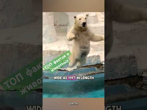 Животные, которые удивят тебя! #животные #факты #интересныефакты