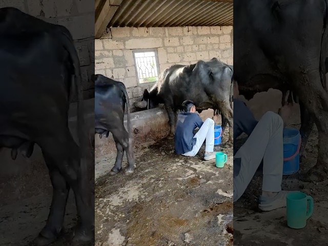 Buy Ghee with Video Proof - Order #205 Ghee Making Video