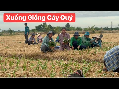 Xuống giống cây thuốc nam quý làm thuốc viên miển phí