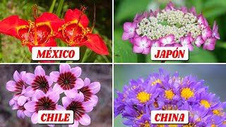 Lista de Muchas Plantas Florales de Diferentes Partes del Mundo