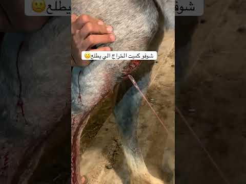 #الجوف  #القريات_طبرجل_العيساويه_طريف #علاجات#الخيال#المصابه#مربط#عشقي