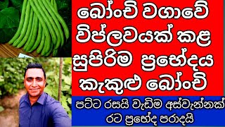 කෘෂි ව්‍යාපාරයකට Kakulu Bonchi Winged Bean වගාව Sri Lanka | අඩු වියදමින් වැඩි ආදායමක් ලබාගන්න හැටි