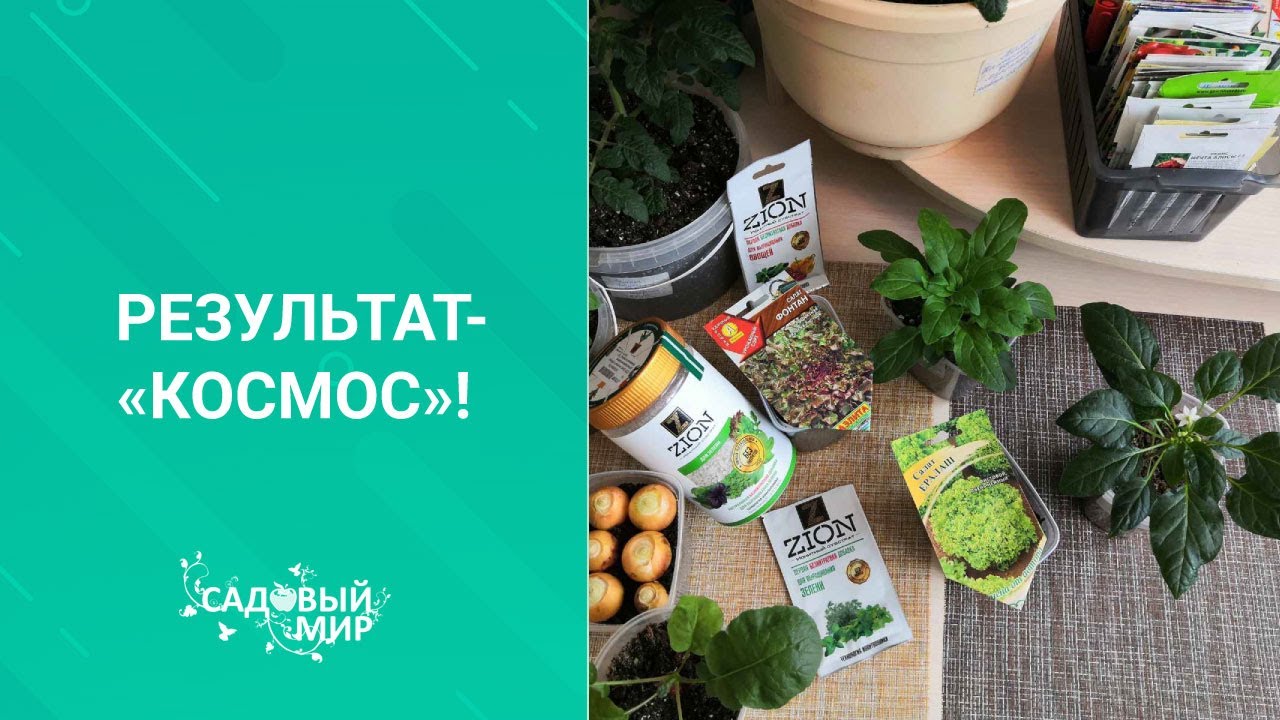 Результат - космос! Чем подкормить растения для быстрого и здорового роста