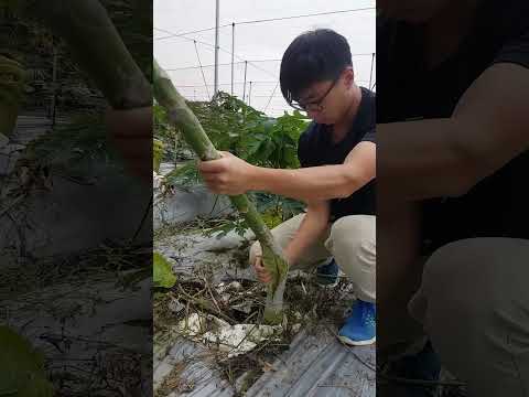 Bí mật lạ đời giúp đu đủ to và ngọt hơn!