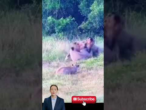 Hình Ảnh Bức Xúc Của 1 Vị Vua Sư Tử Khi Chứng Kiến Người Tình Phản Bội #theking #animals #sưtử #lion