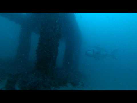 pesca una gran urta y una dorada con Dani Acien del equipo Sea Hunter