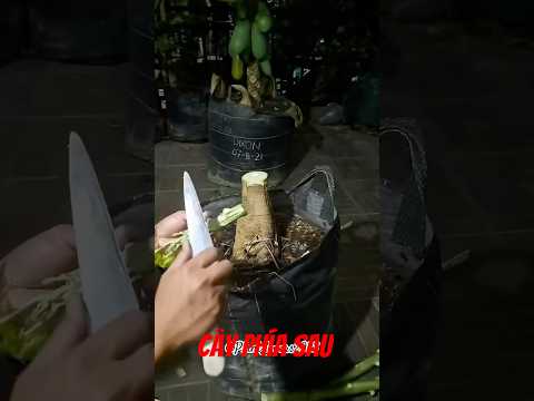 Chậu nhỏ vẫn trồng được đu đủ sai quả #tintuc #short