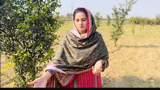 Mashallah Aaj Apne Bagh Ka Phal Bhe Kha Liya