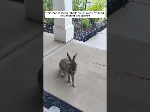 This man rescued rabbits swept away by flood, and then this happened #animalshorts #rabbit