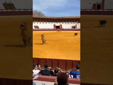 🦖🐮 Dinosaurio vs vaca en una plaza de toros