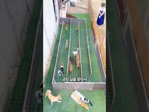 강아지 미로 게임