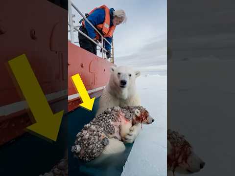 The mother polar bear pleaded with the fisherman to save her injured cub from barnacles.