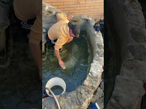 Así limpio a mis peces 🙃  #animales #viral #koi