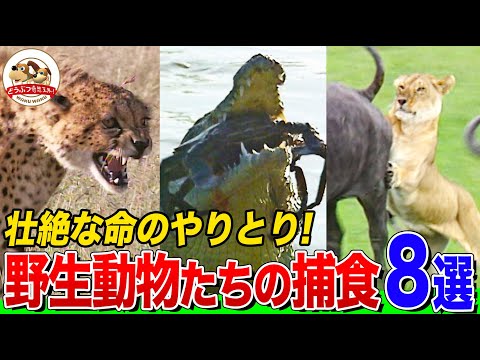 【捕食シーンまとめ】容赦なく襲いかかるライオン・ホッキョクグマ・・ワニ・カマキリ！生存をかけた狩りの瞬間８選‼【どうぶつ奇想天外／WAKUWAKU】
