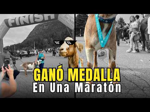 Cabra se Une a Maratón y se Roba el Show