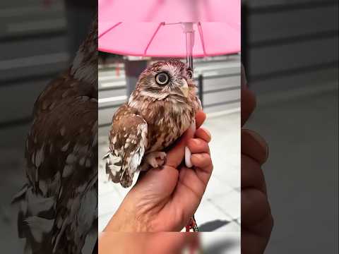 The Man Best Friend Is Owl 😍 #shorts #shortvideo