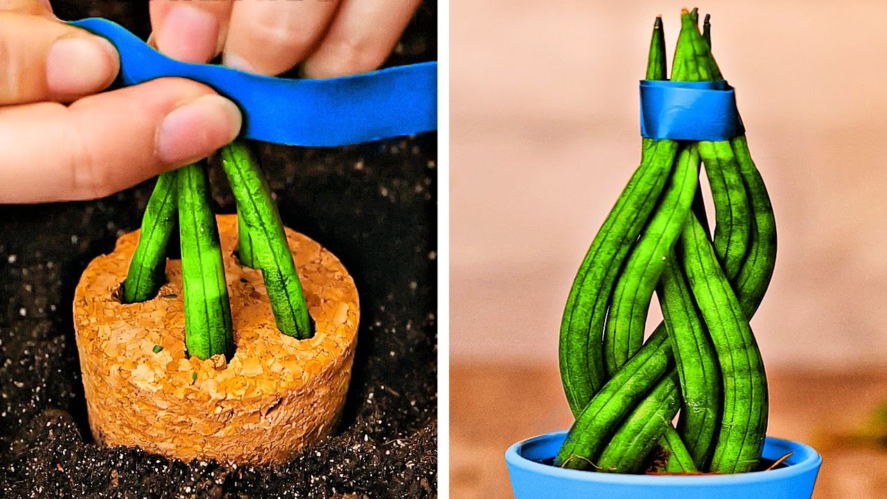 #2 Fantastic plant hacks and diy gardening ideas