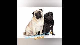 happy national pug day 2021 🐕🐕🐕🐕🐕❤️🧡💛💚💙💜❤️🧡💛💚💙💜❤️🧡💛💚💙💜