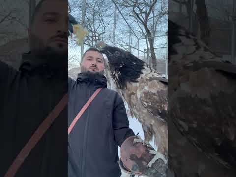 Мощный бородач