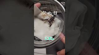 奇蟲のいる暮らし #タランチュラ  #サソリ #奇蟲
